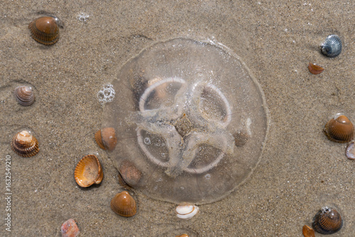 dead common jellyfish (Aurelia aurita)) stranded on the beach