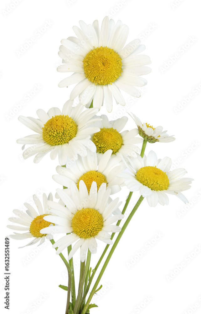 Fototapeta premium Marguerite commune
