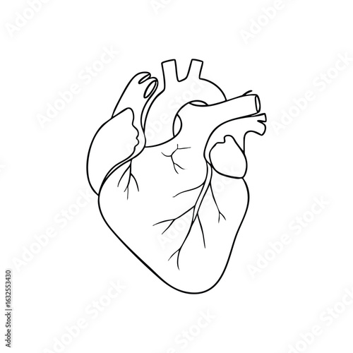 (Human Heart Anatomy Outline. Precisely rendered biological organ graphic on a dark backdrop. This minimalist depiction embodies concepts of vitality, passion, and life essence.)