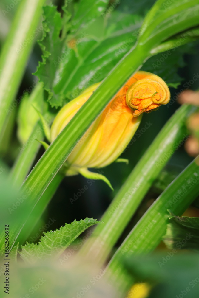 Fototapeta premium close-up of a beautiful closed zucchini flower