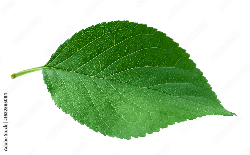 Fototapeta premium One cherry tree leaf isolated on white