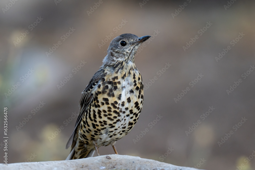 Fototapeta premium Mistle Thrush feeding near water sources high in the mountains