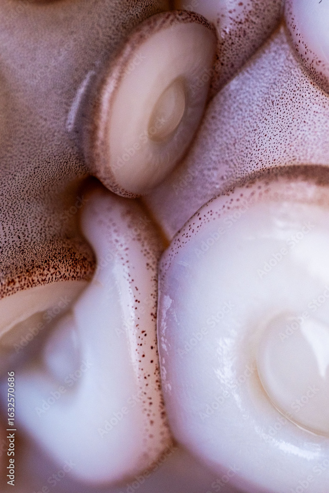 Fototapeta premium Marine cephalopod, Octopus tentacle macro, slimy surface, raw seafood, close-up texture, marine delicacy, exotic ingredient, suction cups