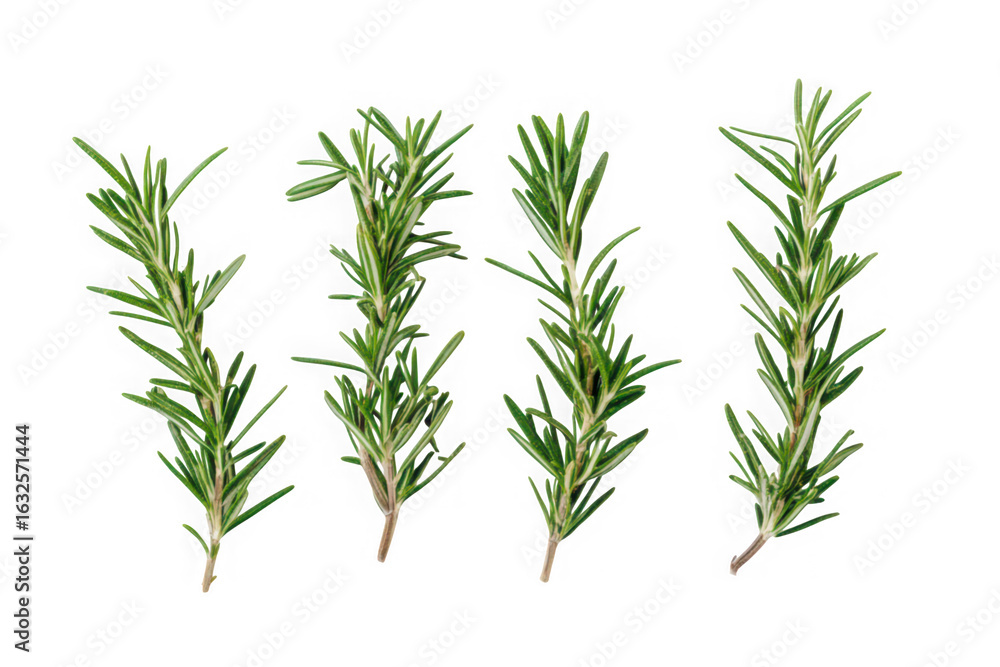 Fototapeta premium Four fresh rosemary sprigs isolated on a black background