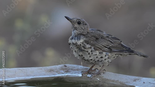 Mistle Thrush feeding near water sources high in the mountains