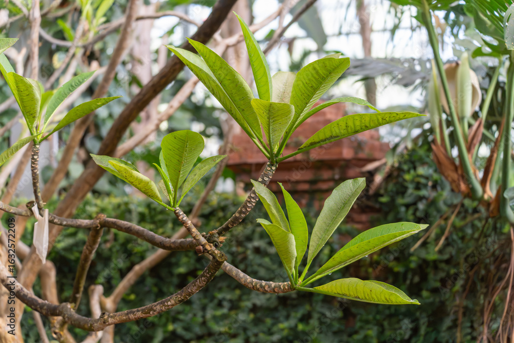Obraz premium Young frangipani leaves grow in fresh green on a branched branch. The background shows tropical vegetation.