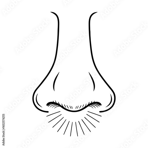 A detailed illustration of a human nose, showcasing its delicate features isolated on white background
