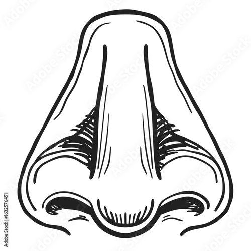 Detailed illustration of a human nose isolated on white background in line art
