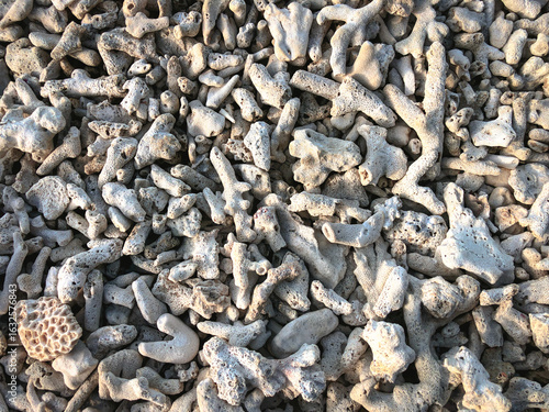 close up of sea shells