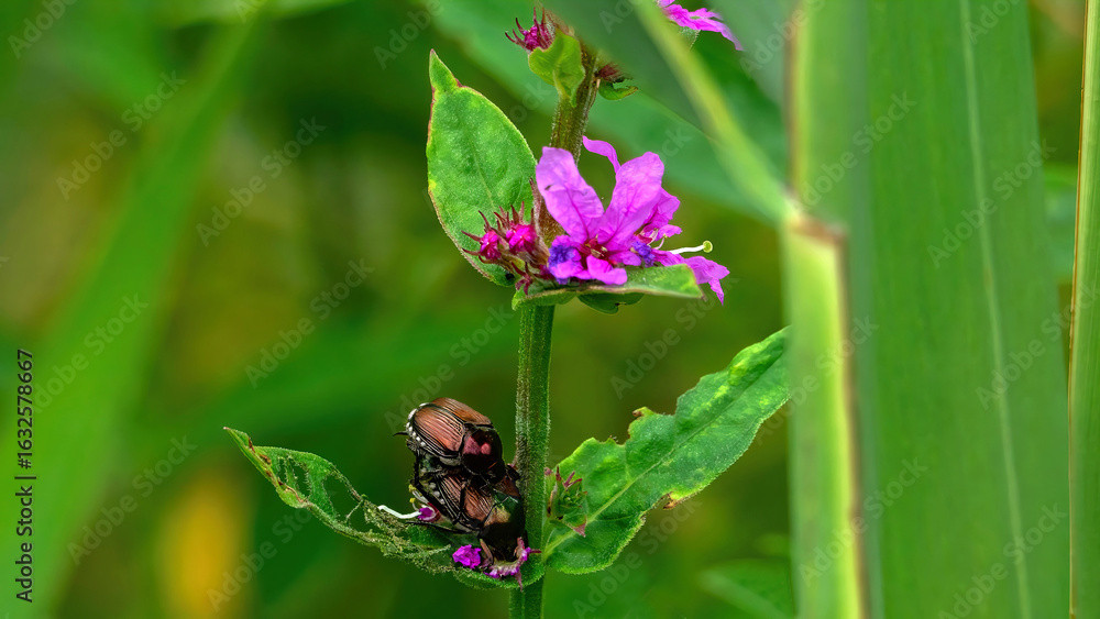 Fototapeta premium A pair of Japanese beetles (Popillia japonica) is mating on the stem of Purple Loosestrife