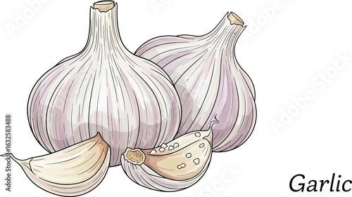 Garlic bulbs and cloves illustration cooking ingredient