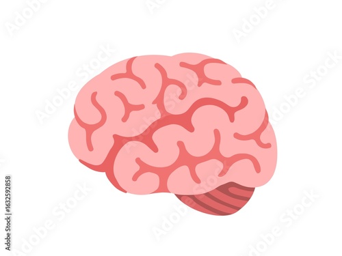 human brain isolated on white