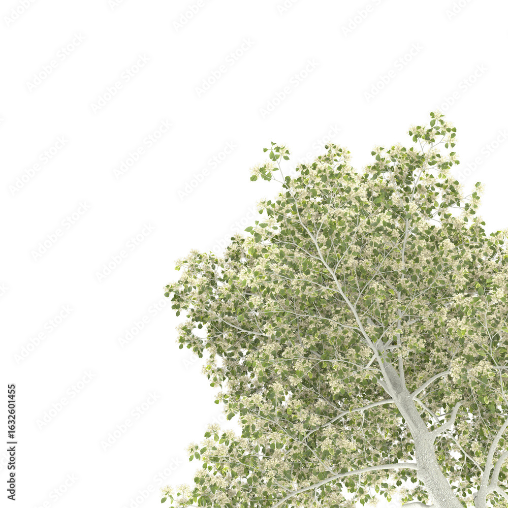 Obraz premium branch of a tree