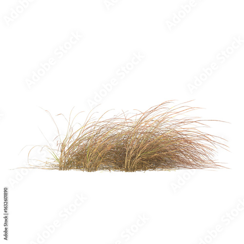 dry grass isolated