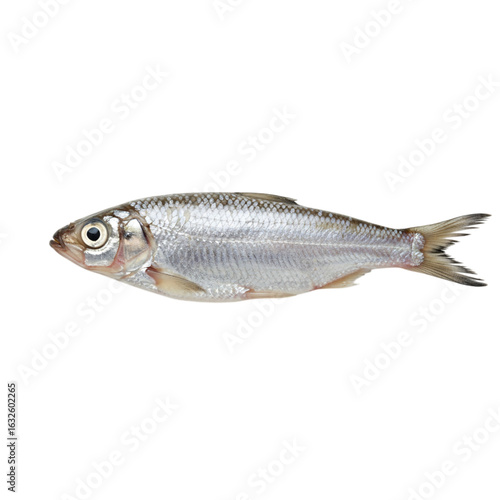 Isolated fresh raw sprat fish on black background for seafood recipes and culinary presentations on transparent background