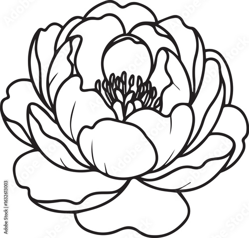 Elegant black line art of a blooming peony flower with lush petals and a detailed center.