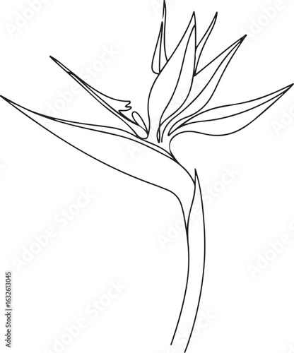 Elegant line art of a blooming Bird of Paradise flower. A stylized, minimalist black and white Strelitzia illustration.