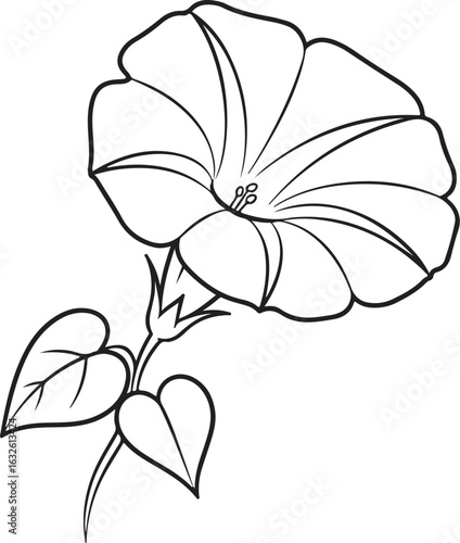 Stylized black and white line art of a morning glory flower with heart-shaped leaves.