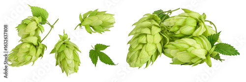 Canvas-taulu Hop cones isolated on white background
