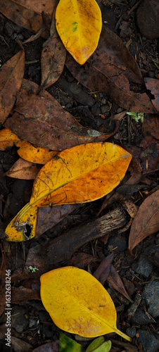 A close up of leaves on the ground with a brown background. The leaves are yellow and brown, and they are scattered all over the ground. The brown background contrasts with the bright yellow leaves