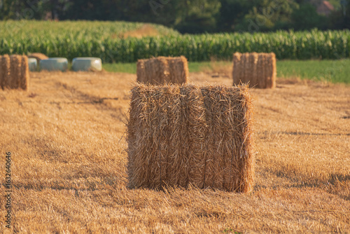 hay bales in the field