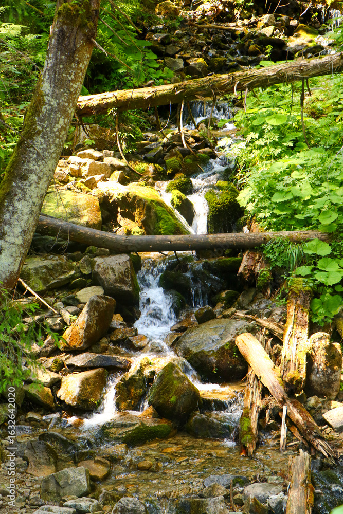 Obraz premium waterfall in the forest