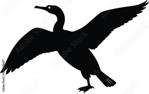 Silhouette shows a cormorant taking off with its wide wings spread on a white background