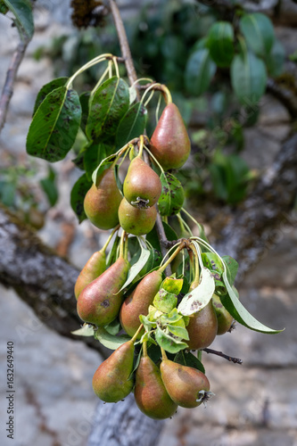 Green tree with hanging unripe organic Conference pear fruits in old French village