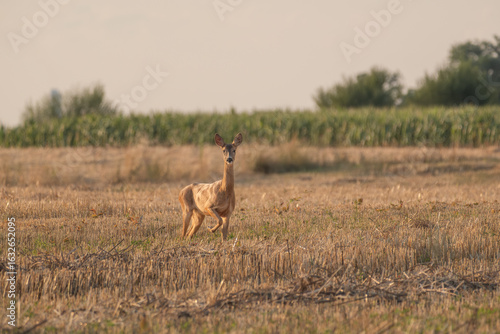 A doe in the field looks straight into the camera on a summer evening