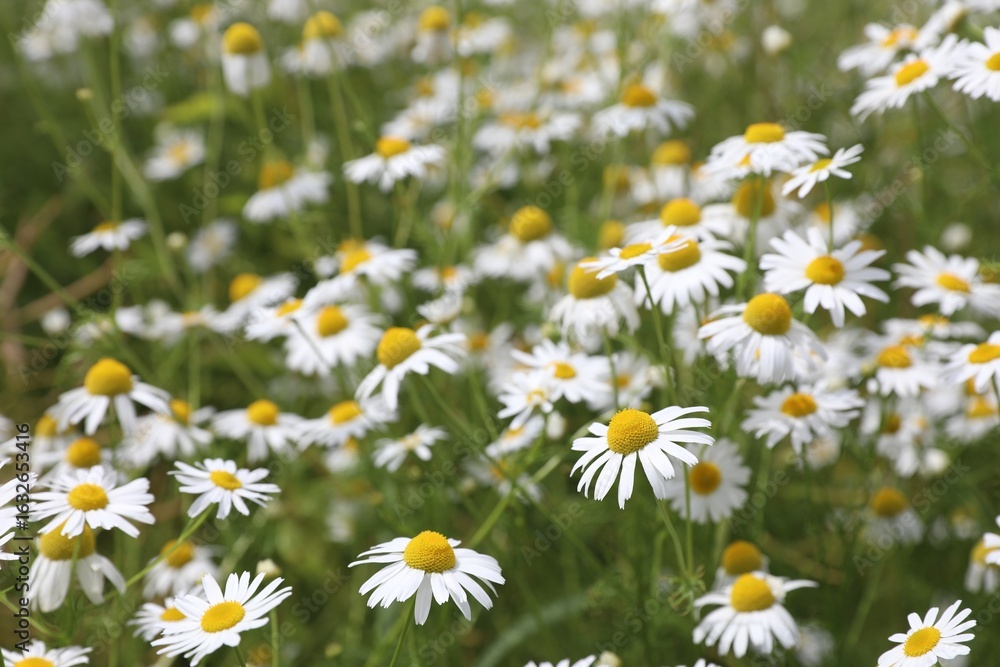 Fototapeta premium Beautiful chamomile flowers growing in field, closeup