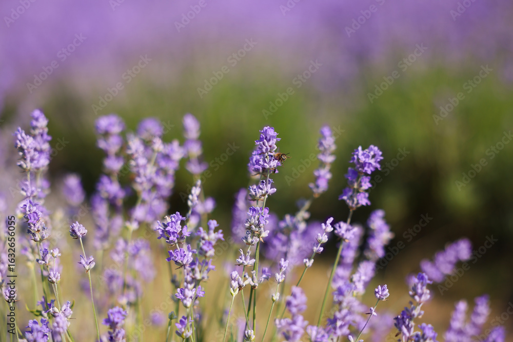 Obraz premium Beautiful blooming lavender flowers growing in field, closeup