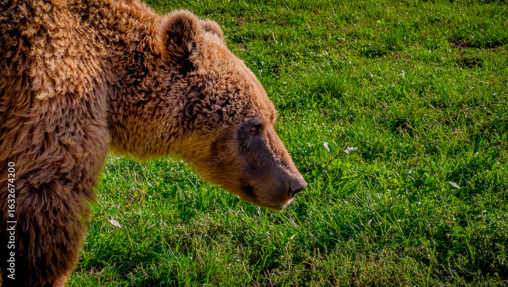 Obraz premium brown bear in the woods