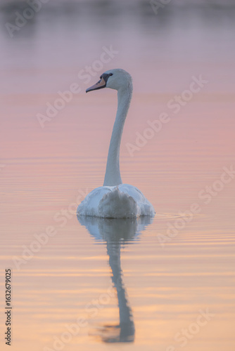 A beautiful adult swan in the early evening on the lake, the color of the water is orange and red