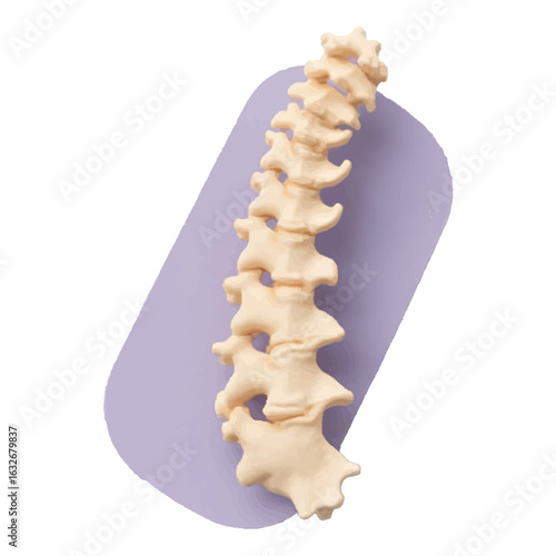 Lumbar Spine Anatomical Model in Minimalist Medical Style with Copy Spac