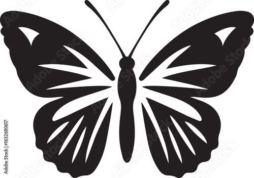 Butterfly with white striped wings silhouette, Elegant winged insect black and white