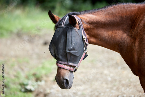 The head of a brown horse with flies bothering it. It is wearing a fly repellent.
