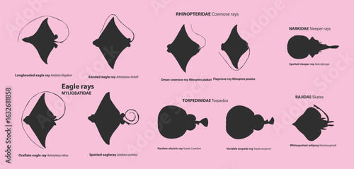 Rays and Skates Silhouette Vector Set  Cownose, Eagle Sleeper Torpedo Whipray Scientific Species