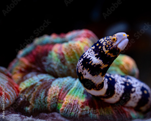 snowflake moray (Echidna nebulosa) in front of coral