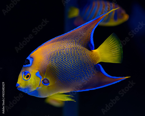 queen angelfish (Holacanthus ciliaris) close up