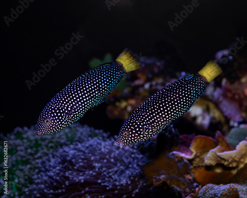 Yellow Tail Tamarin Wrasse, Anampses meleagrides