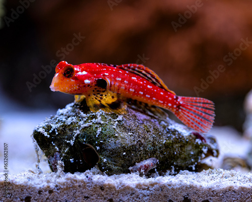 Flame Scooter Blenny Synchiropus sycorax on a conch