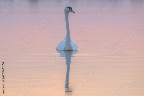 A beautiful adult swan in the early evening on the lake, the color of the water is orange and red