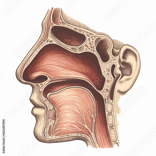 Vintage Medical Illustration of Nasal and Throat Anatomy in Detailed Pen and Ink Style with Anatomical Details