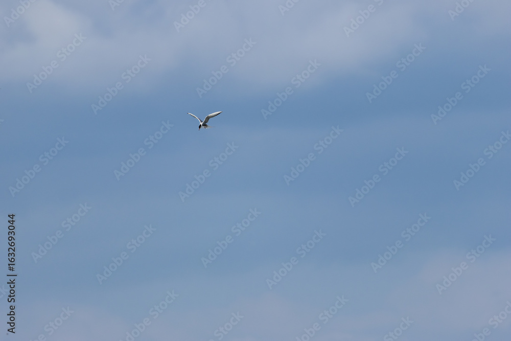 Obraz premium Common Tern (Sterna hirundo) in flight over Bull Island, Dublin – often found along coastal regions