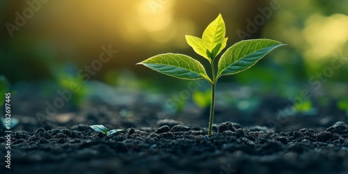 Fresh Green Plant Growing in Dark Soil Under Soft Morning Light
