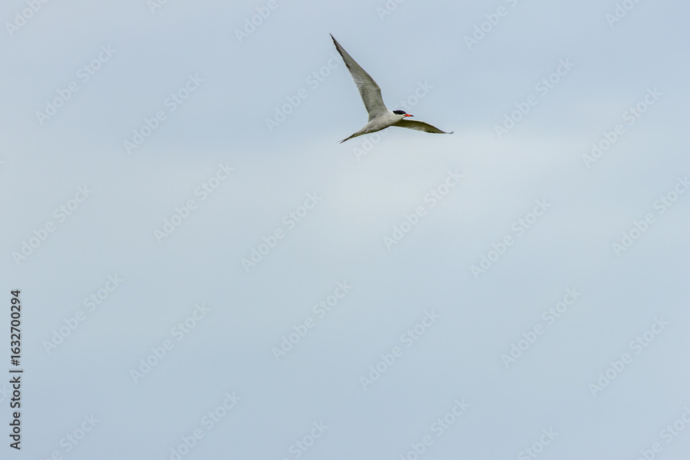 Obraz premium Common Tern (Sterna hirundo) in flight over Bull Island, Dublin – often found along coastal regions