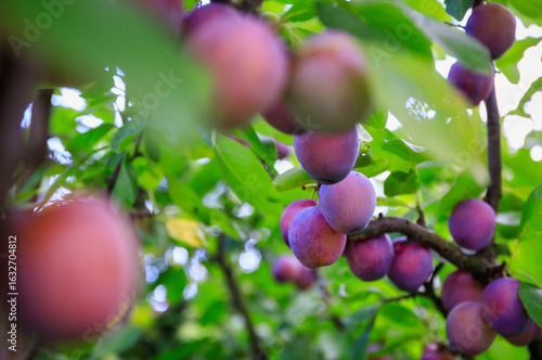 Red plums ripening on a tree in the garden.