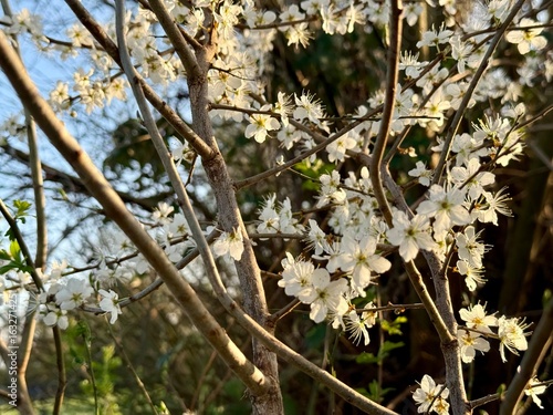 Prunus Prunus cerasus Sauerkirsche Schlehe Wilder Mandelbaum Kirschpflaume Tokio Kirsche Mandelblättrige Birne sour cherry blackthorn wild almond cherry plum Tokyo cherry almond-leaved pear Flower