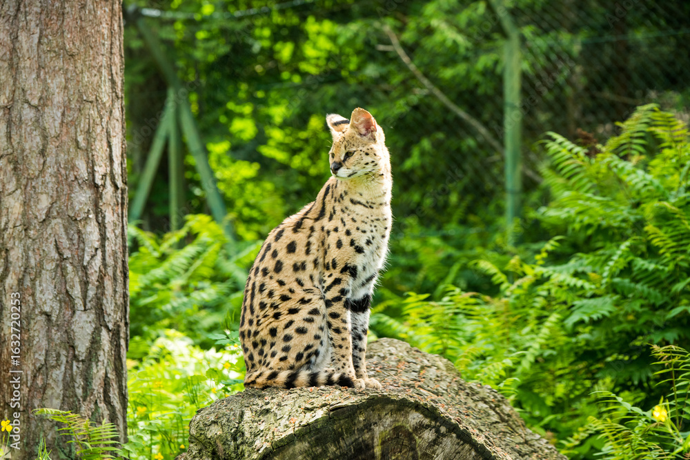 Obraz premium Serval Leptailurus serval African wild cat