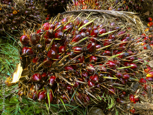 Palm Oil Fruit in Ripe at Palm Oil Plantation in Meratus Mountain, Borneo Rainforest	